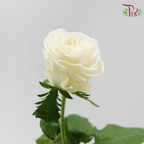 Rose Lovely Porcelain (No Net)
