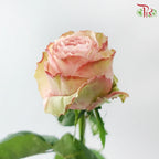 Rose 《玫瑰》
