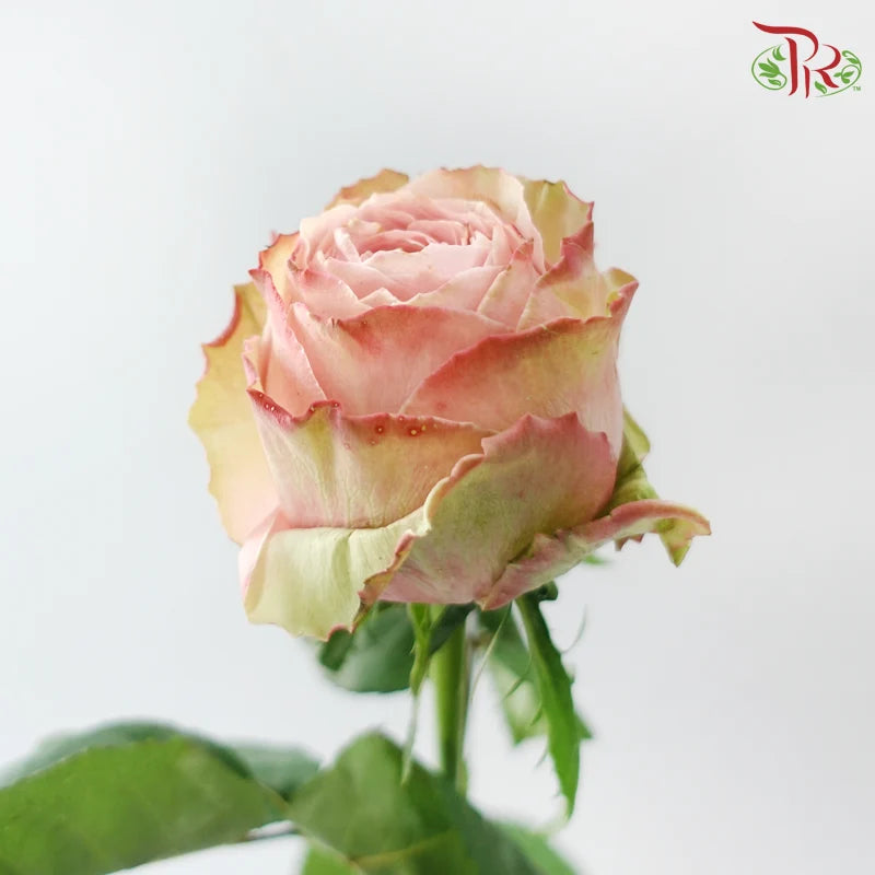 Rose 《玫瑰》