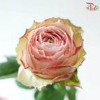 Rose 《玫瑰》