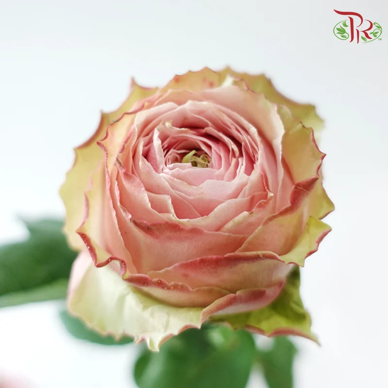 Rose 《玫瑰》
