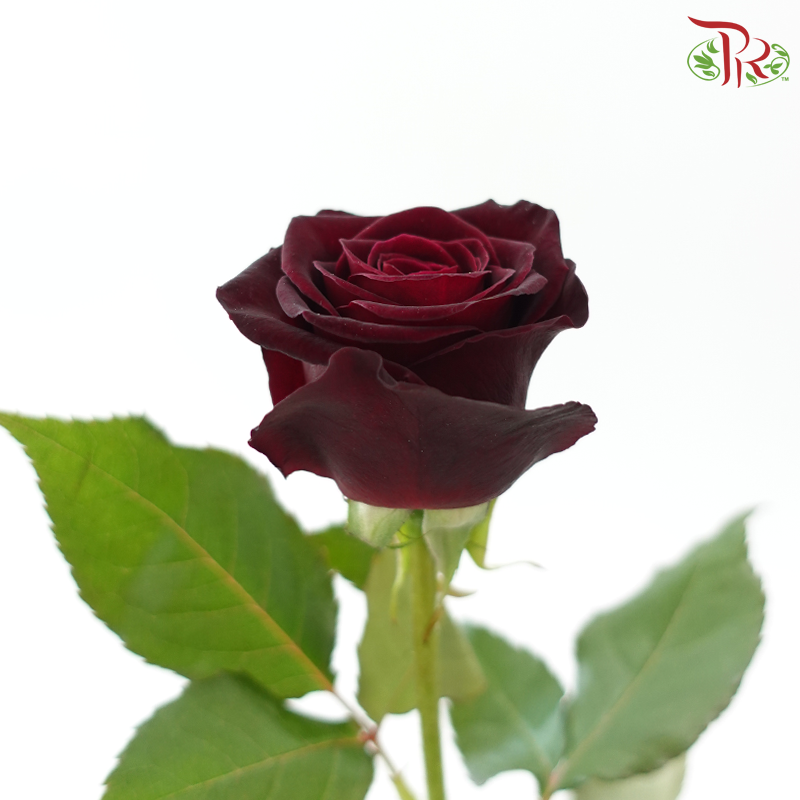 Rose 《玫瑰》
