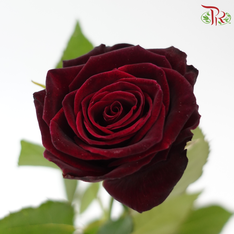 Rose 《玫瑰》
