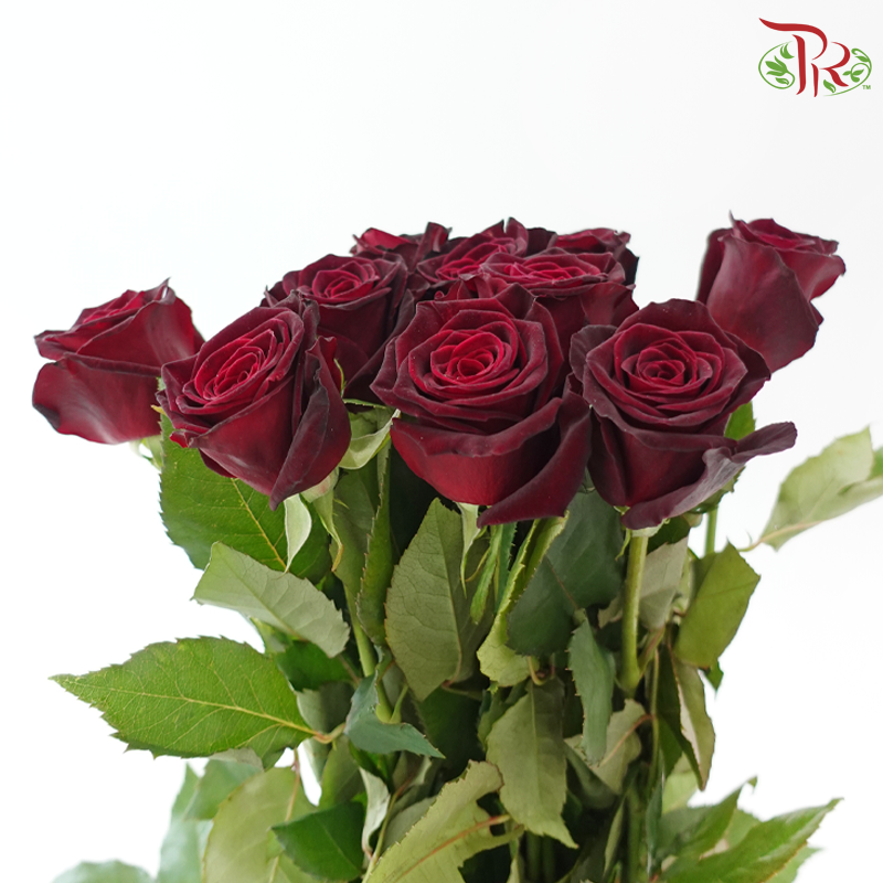 Rose 《玫瑰》
