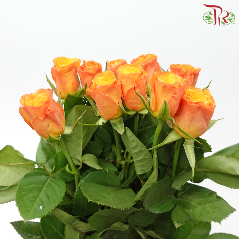 Rose (60cm)