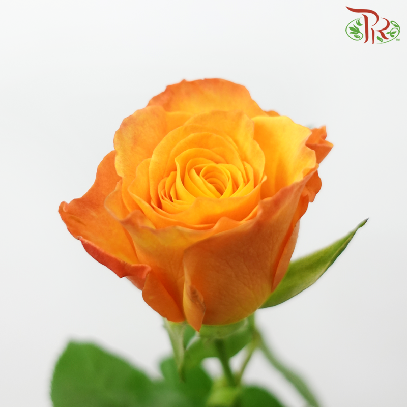 Rose (60cm)