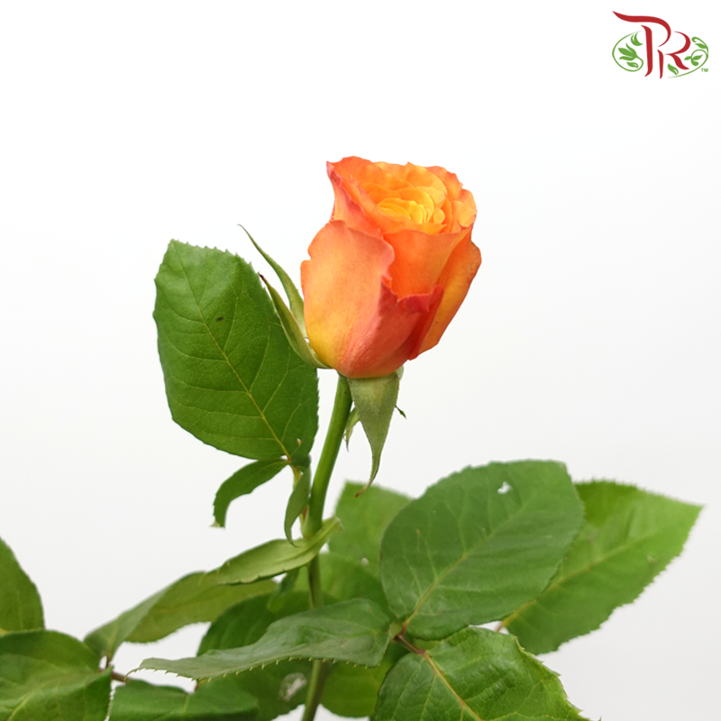 Rose (60cm)