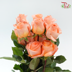 Star Rose