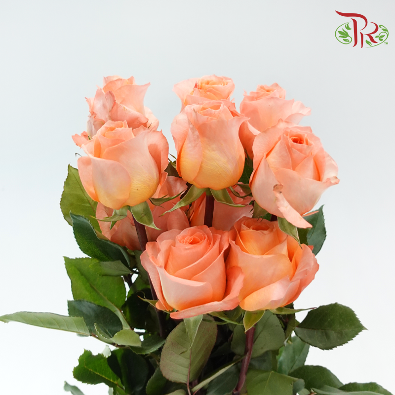 Star Rose