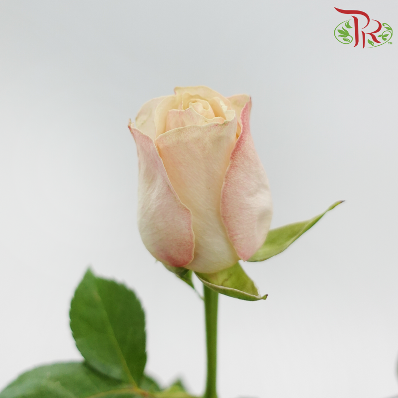 Rose (50CM)