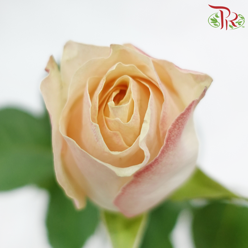 Rose (50CM)