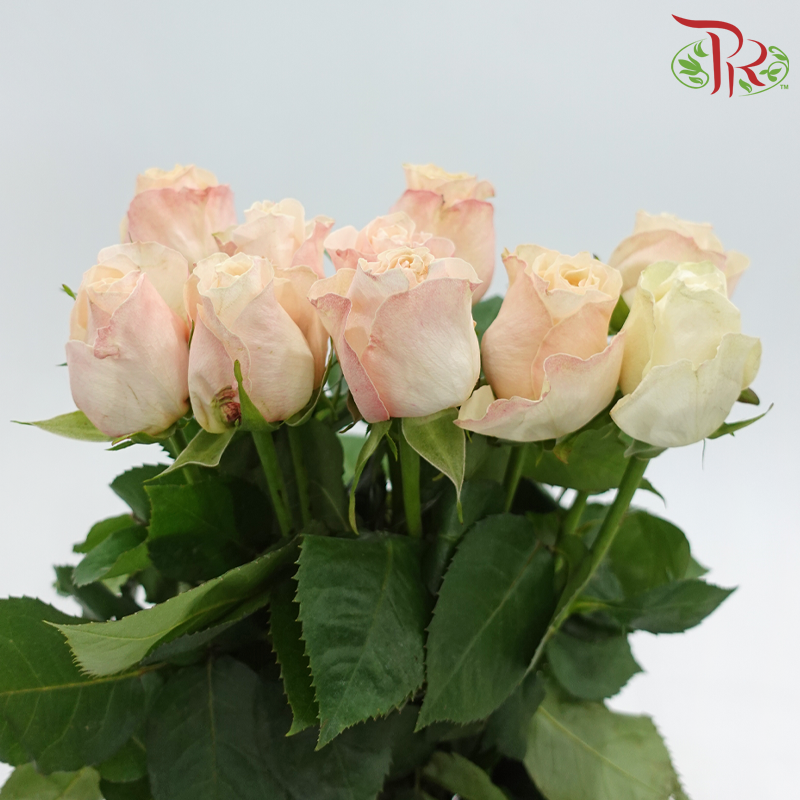 Rose (50CM)
