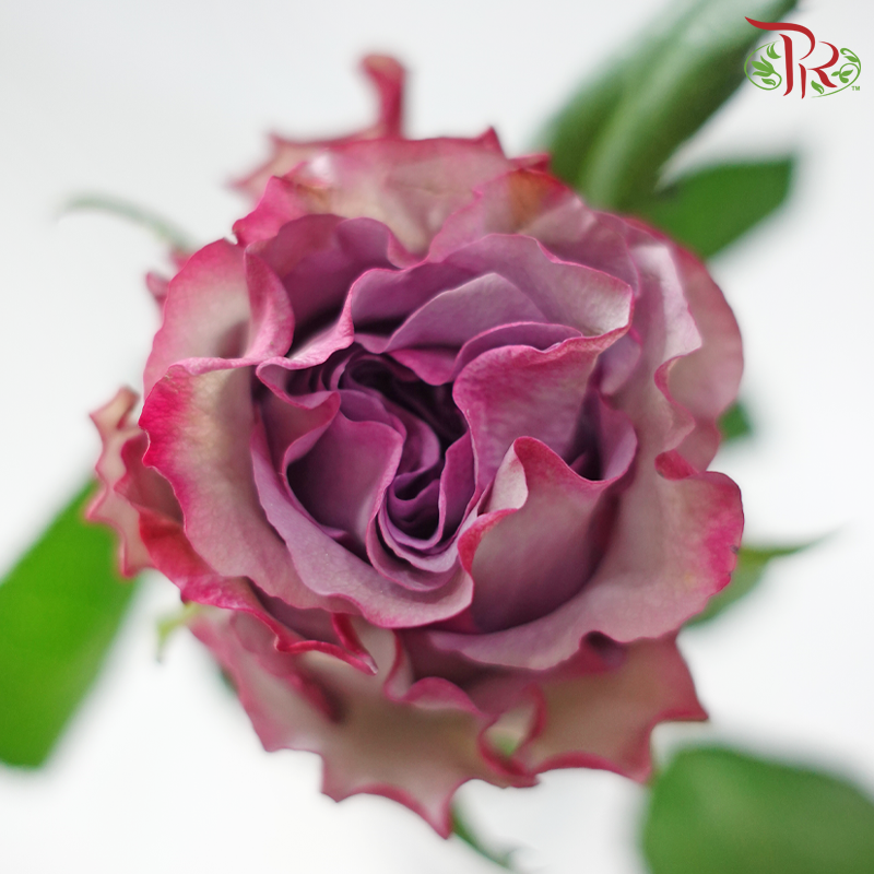 Rose 《玫瑰》(No Net)