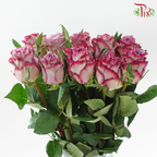 Rose 《玫瑰》(No Net)