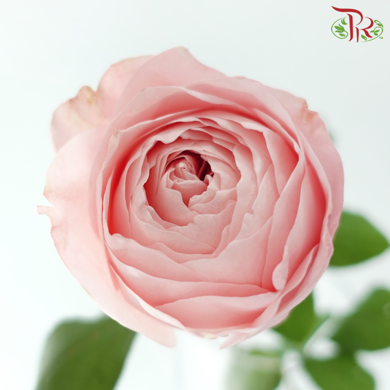 Rose Juliet 《朱丽叶玫瑰》