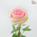 Star Rose