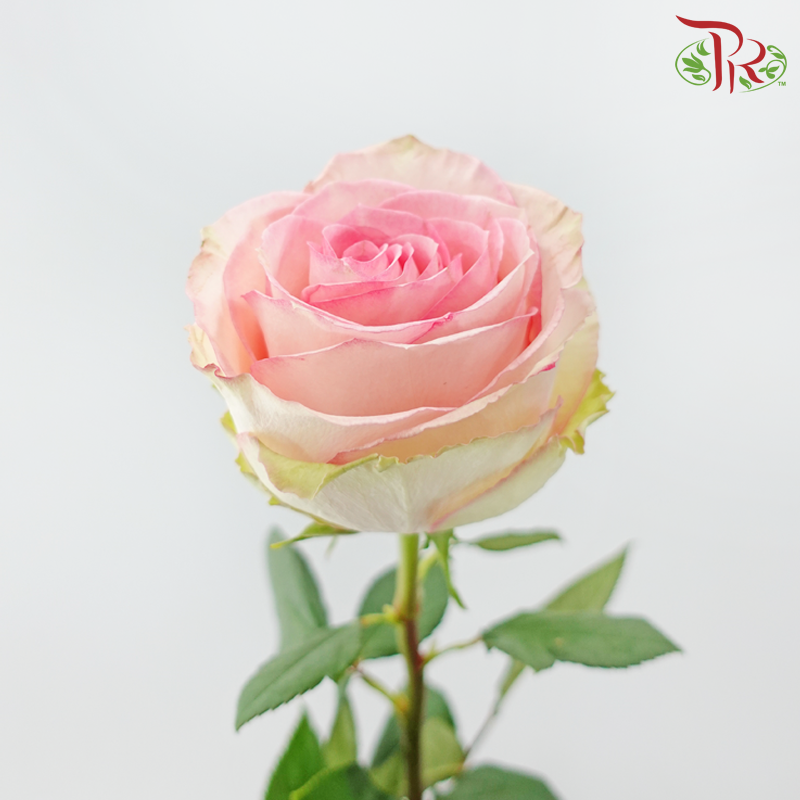 Star Rose