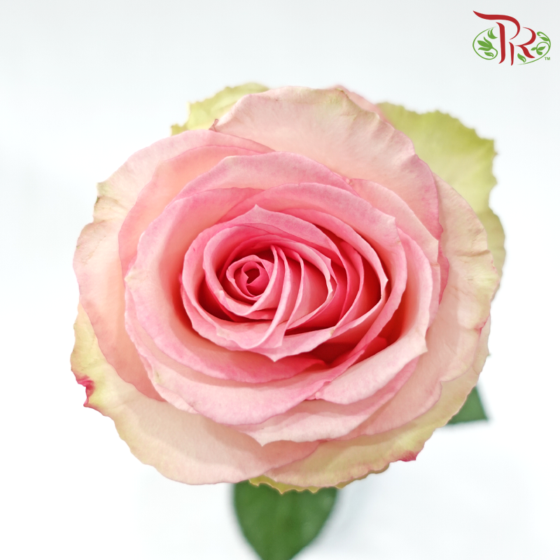 Star Rose
