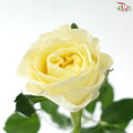Rose 《玫瑰》