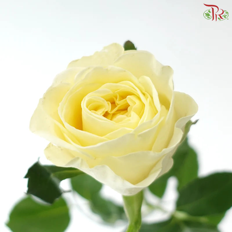 Rose 《玫瑰》