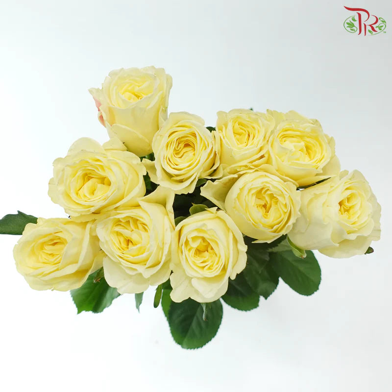 Rose 《玫瑰》