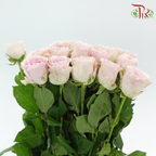 Rose 《玫瑰》