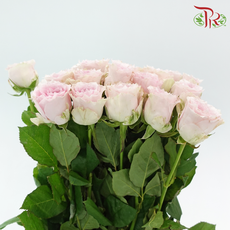 Rose 《玫瑰》