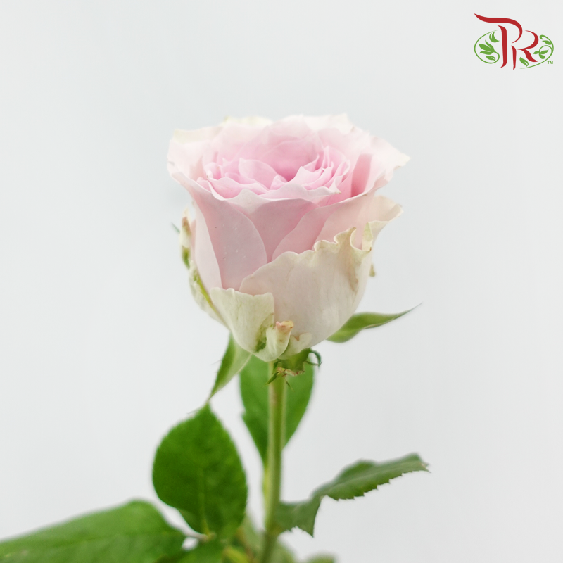 Rose 《玫瑰》