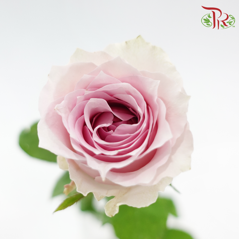 Rose 《玫瑰》