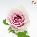 Rose 《玫瑰》