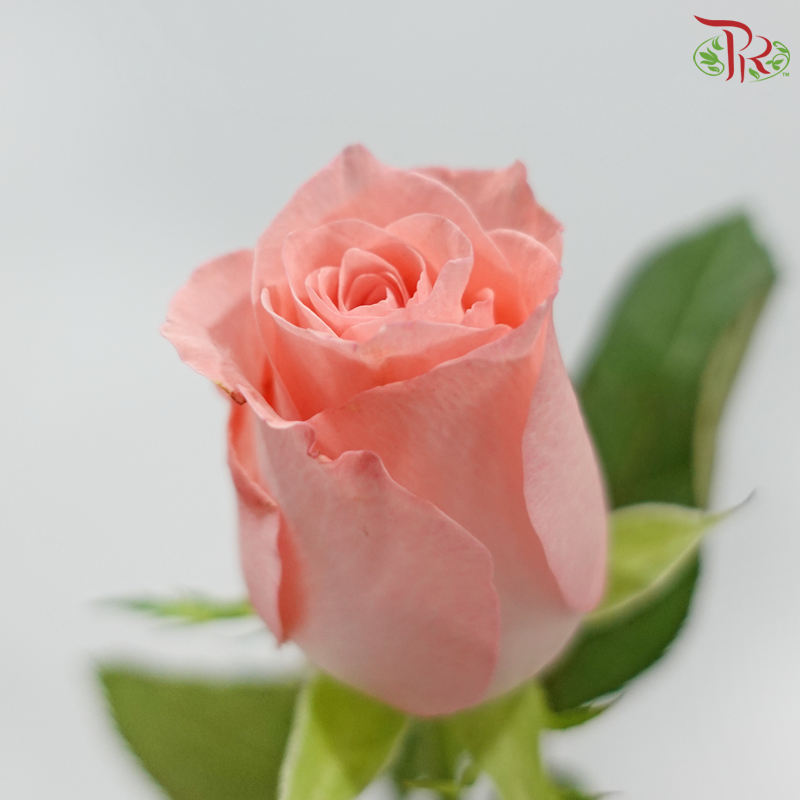 Rose 《玫瑰》