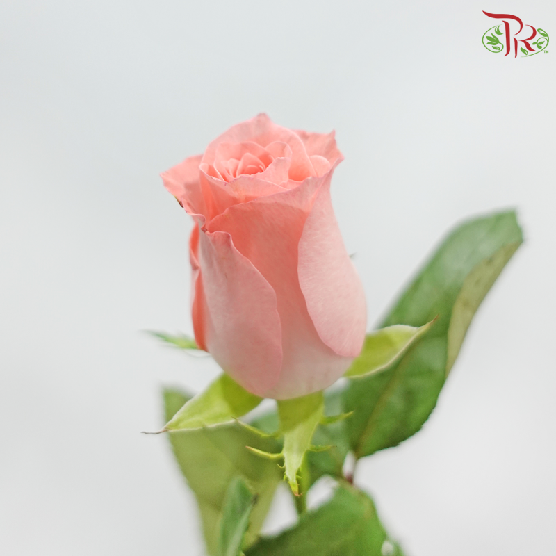 Rose 《玫瑰》