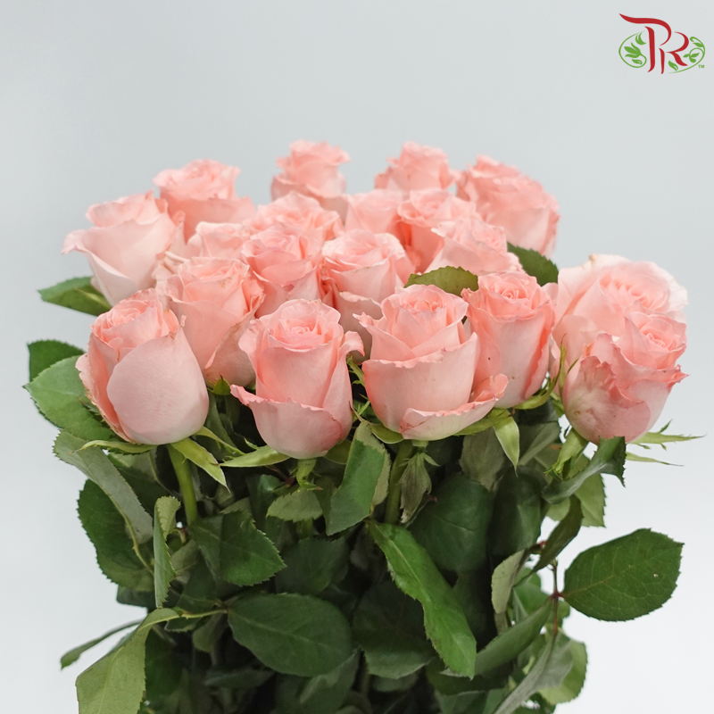 Rose 《玫瑰》