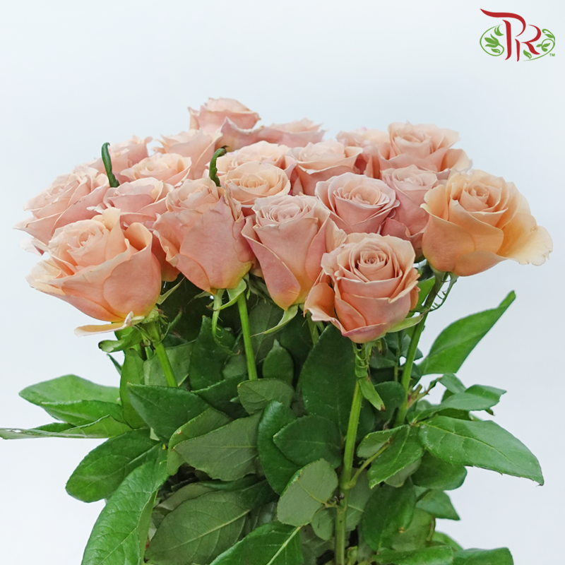 Rose 《玫瑰》