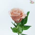 Rose 《玫瑰》