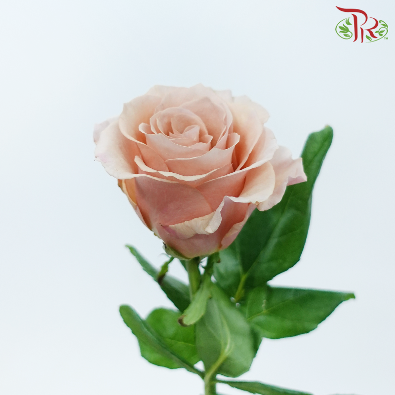Rose 《玫瑰》