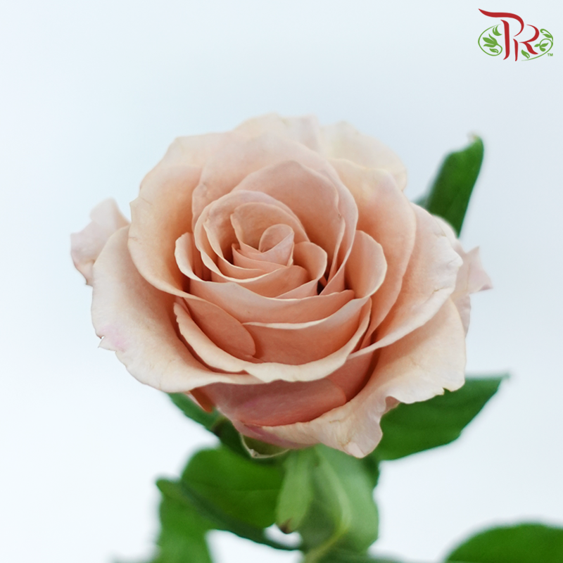Rose 《玫瑰》