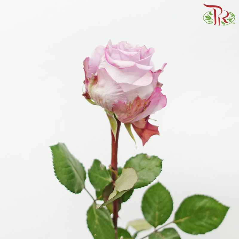 Rose 《玫瑰》