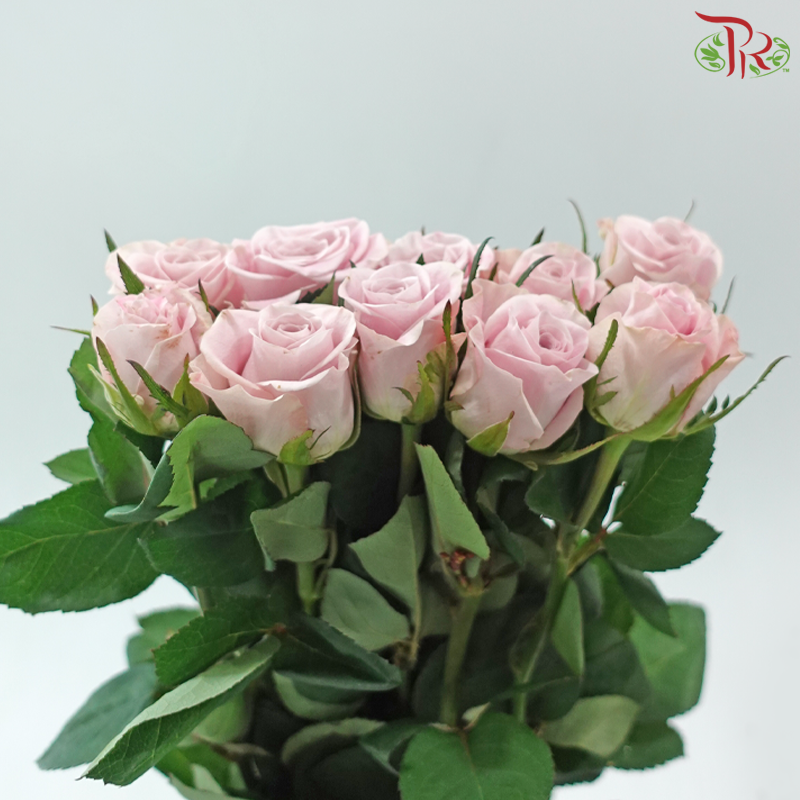 Rose 《玫瑰》