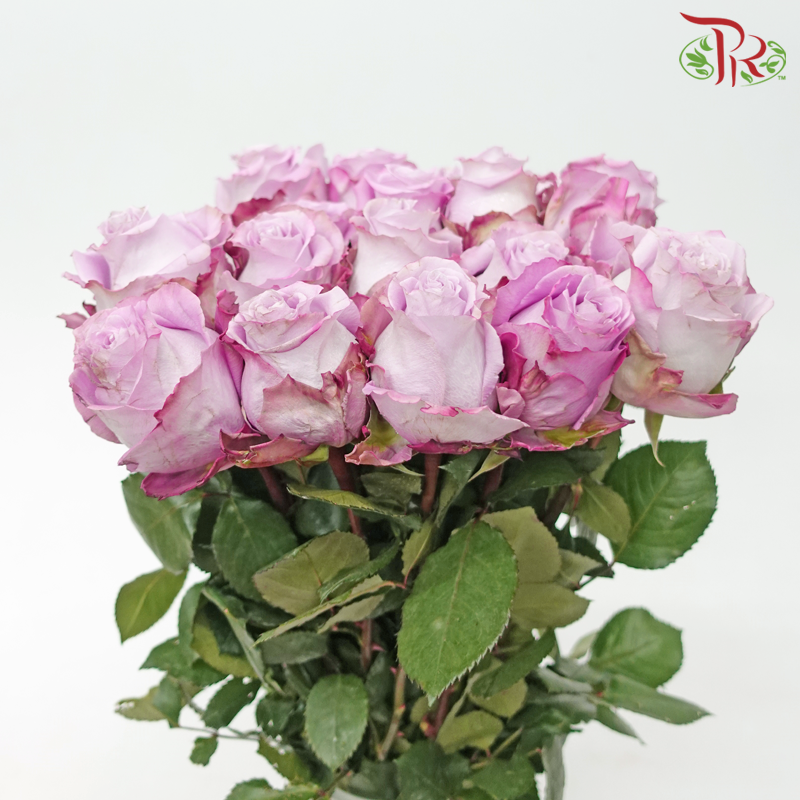 Rose 《玫瑰》