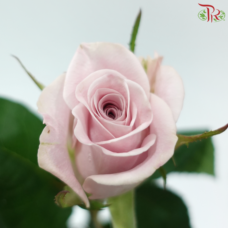 Rose 《玫瑰》