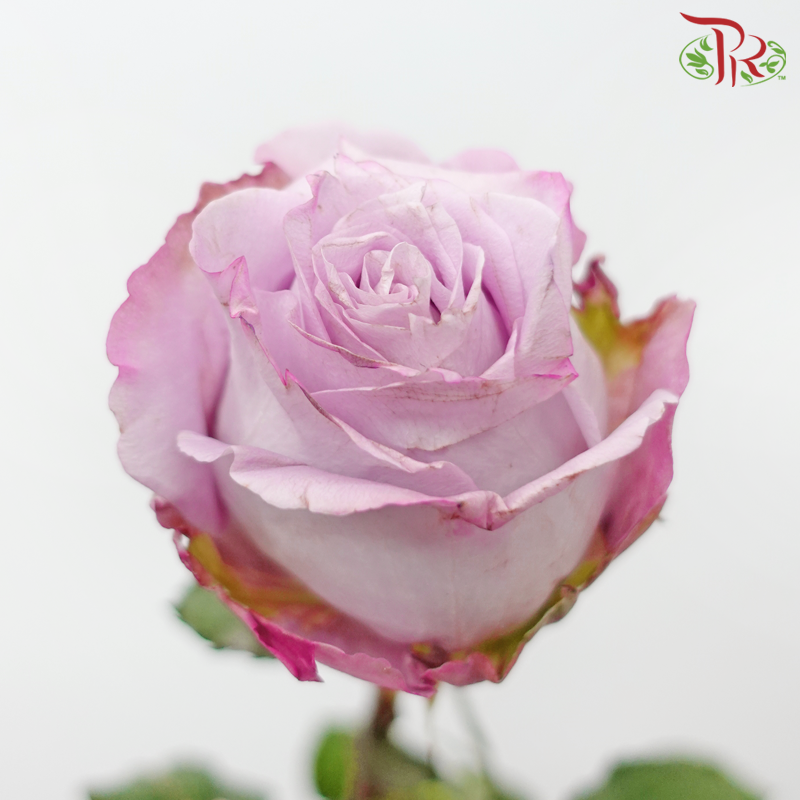 Rose 《玫瑰》