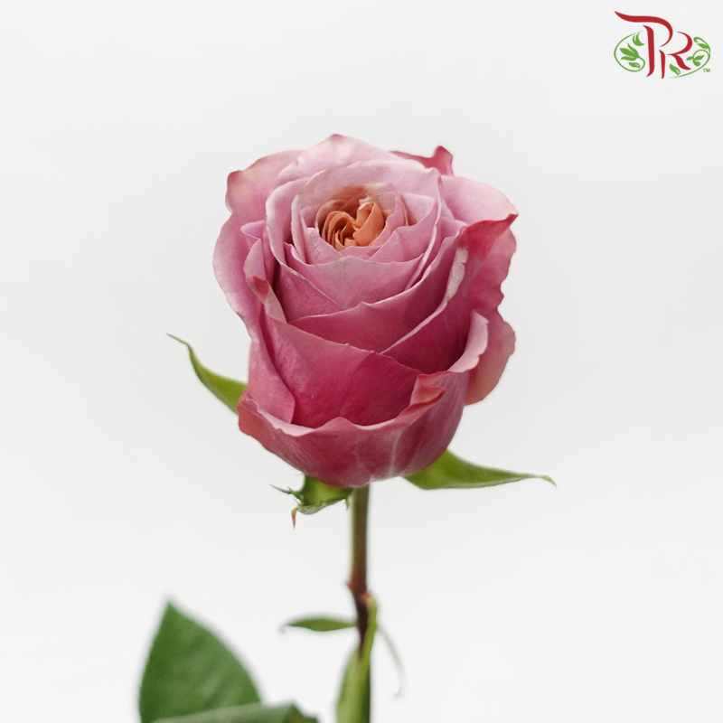Star Rose