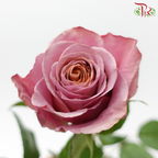 Star Rose