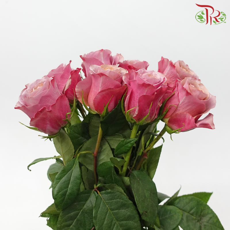 Star Rose