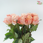 Star Rose