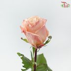 Star Rose