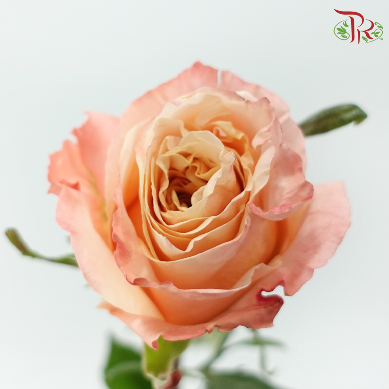 Star Rose