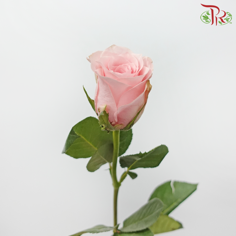 Rose 《玫瑰》