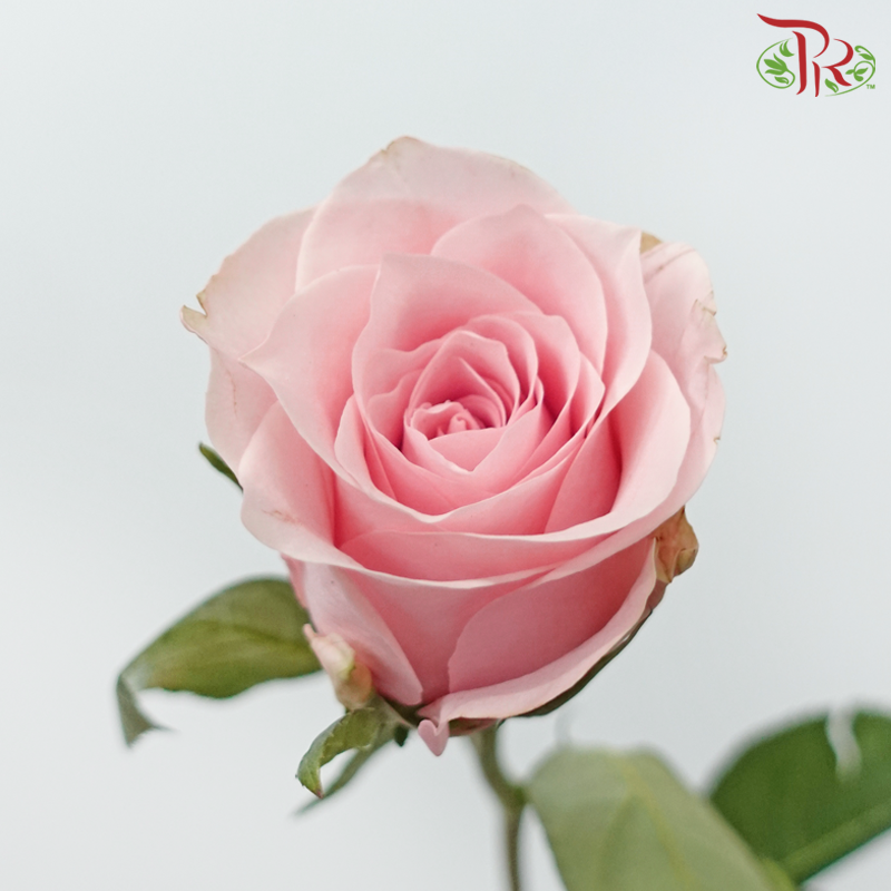 Rose 《玫瑰》